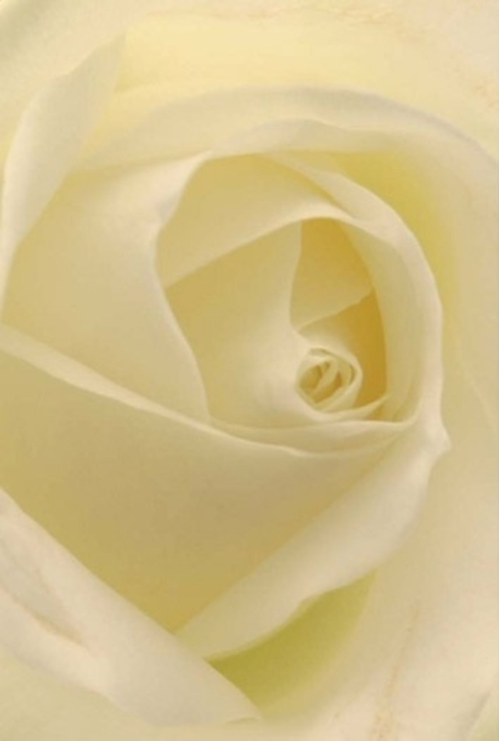 From a Harold Park florist's perspective, gazing into this classic rose is to witness a study in serenity and skill. The bloom rests quietly, outer petals in gentle tones of cream and white blending as if they were brushed by dawn's light streaming across Harold Court Road. Its flawless spiral core whispers of purity and resilience, while nuances of buttery ivory and cloud-soft white merge effortlessly along each layered fold. The composition exudes both sophistication and tranquility, designed for heartfelt gestures that speak across any distance-be it a soft apology, a token of affection, or a refined centrepiece for a wedding at a local venue. The light falling through the petals suggests an inner radiance, as though the rose itself glows with hope and possibility. Subtle shadows add depth and substance without disturbing the bloom's gentle character. There's an unspoken fragrance-a clean, fresh scent like new beginnings on a peaceful Harold Park morning-that feels at once comforting and inspiring. This rose isn't just a flower; it's a narrative of care and expertise, shaped by hands familiar with the area's traditions and the needs of its diverse community. Its natural beauty, elevated by local artistry, offers an enduring, meaningful way to celebrate or console.